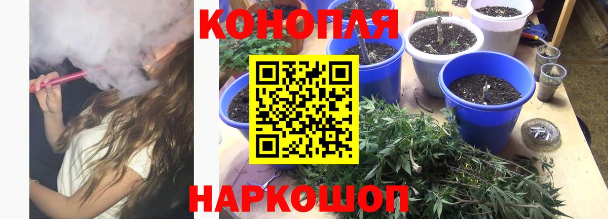 Бошки марихуана конопля Будённовск
